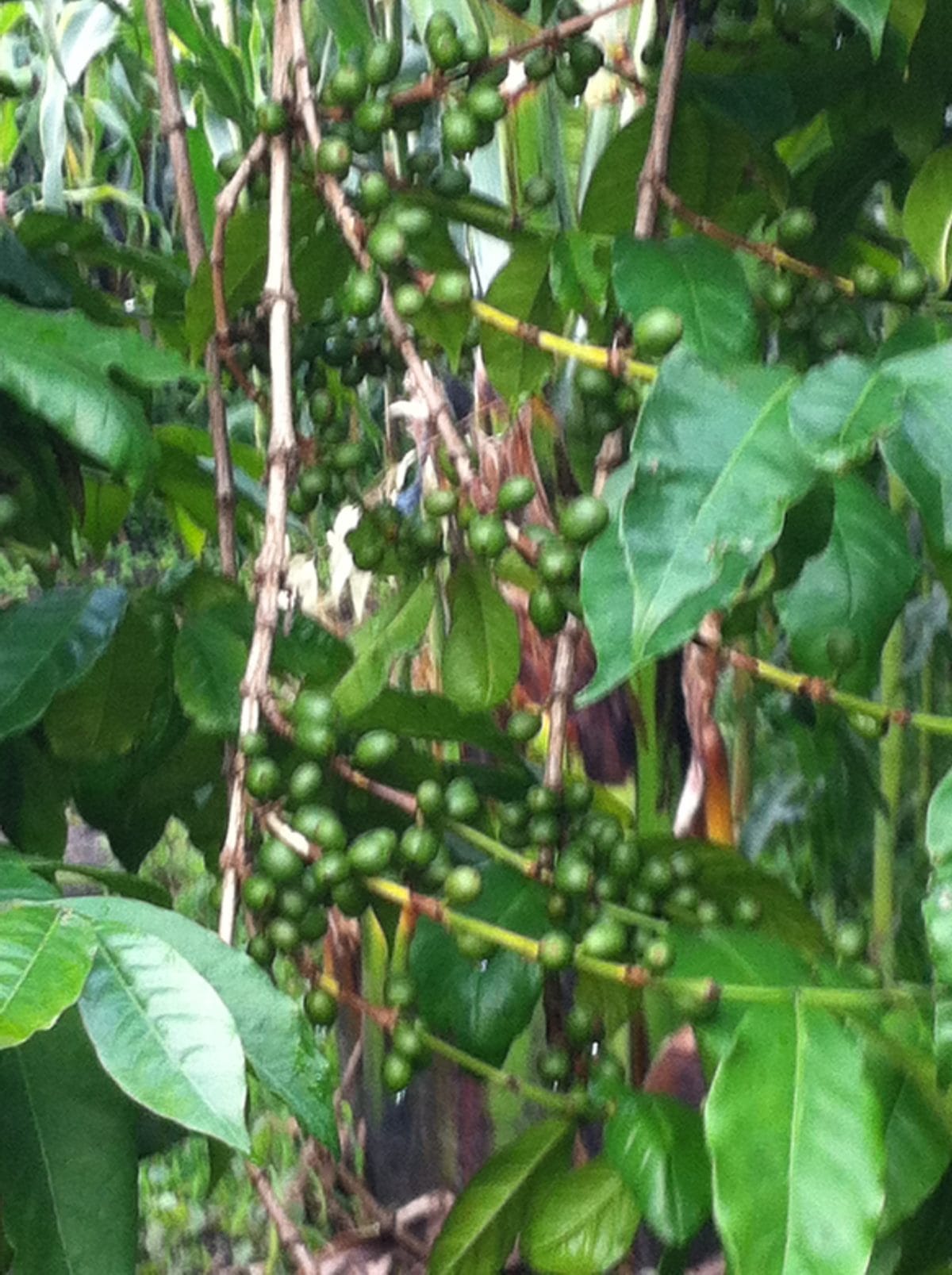 Hadiya Ethiopia: Hadiya Coffee Garden Coffee Plant and its Unripe Beans (1913)