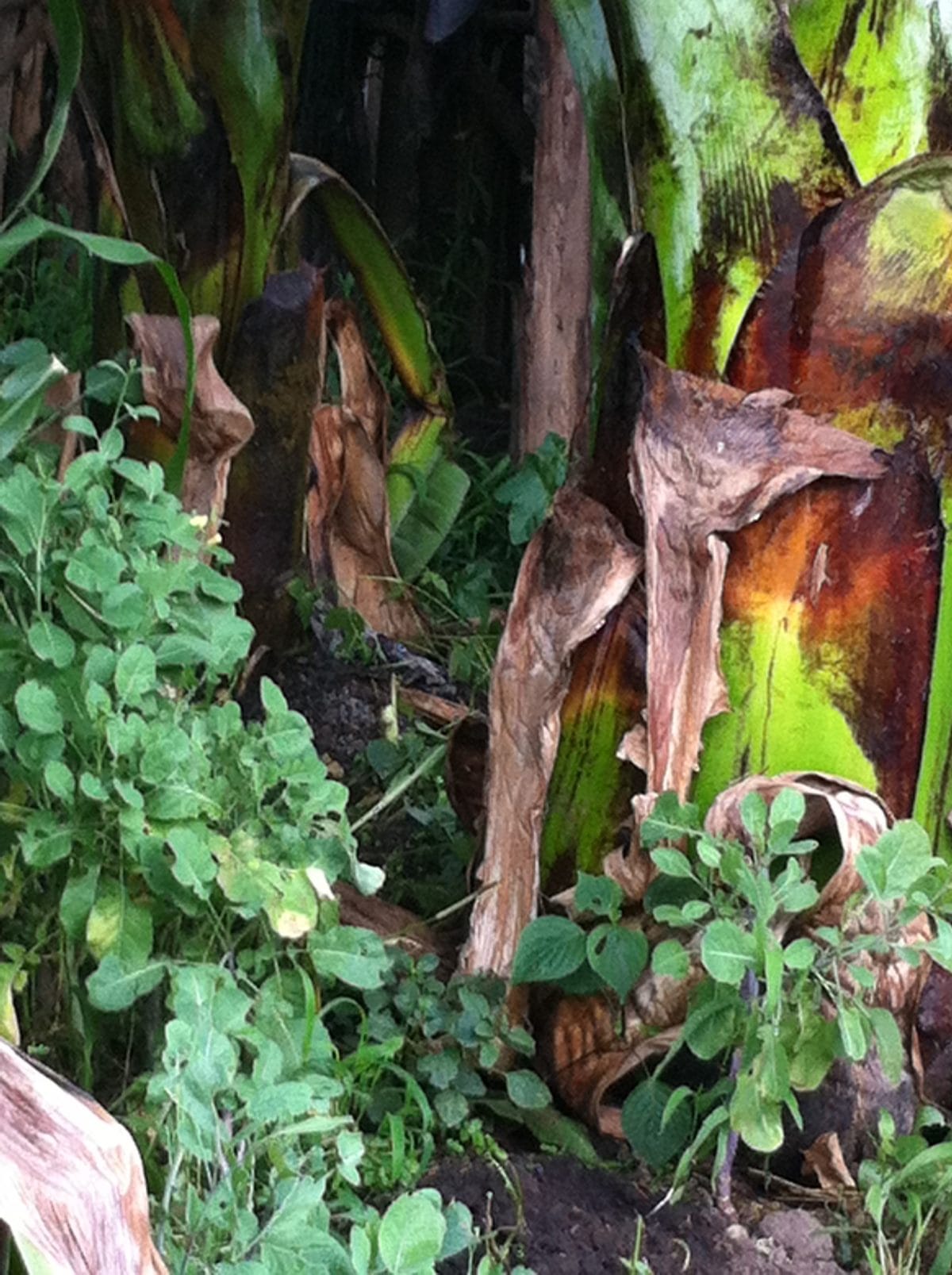 Hadiya Ethiopia: Hadiya the trunk of almost harvestable ensete (1913)
