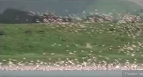 Hadiya Ethiopia: Booyoo Dambalaa Lake View 4 Beautiful Formation by Birds