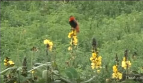 Hadiya Ethiopia: Elinch Fi'il Badawaach Siraaro kululessa maci afal dambalaa lake view 5